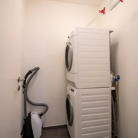 Planta Rosa By أروسا